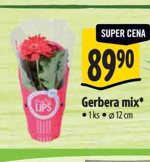  Gerbera, pr. květiáče 12 cm 