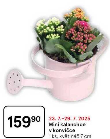 Mini kalanchoe v konvičce, 1 ks, květináč 7 cm 