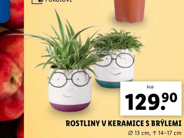 ROSTLINY V KERAMICE S BRÝLEMI 