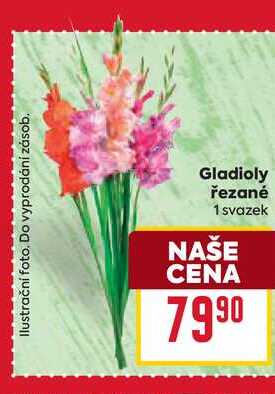 Gladioly řezané 1 svazek