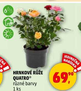 HRNKOVÉ RŮŽE QUATRO různé barvy, 1 ks  