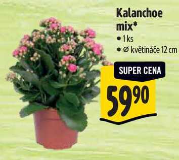 Kalanchoe mix