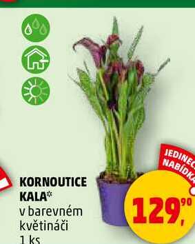 KORNOUTICE KALA v barevném květináči, 1 ks 