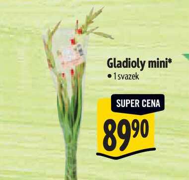 Gladioly mini  1 svazek  