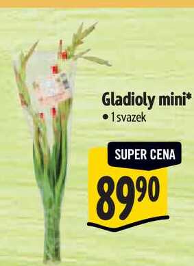 Gladioly mini