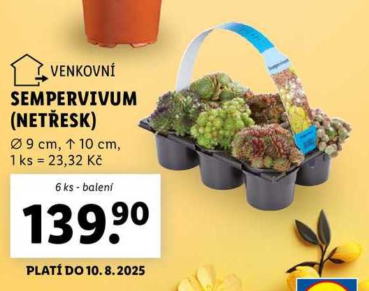 SEMPERVIVUM (NETŘESK), 6 ks