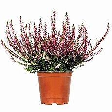 VŘES OBECNÝ (CALLUNA VULGARIS) „GARDEN GIRLS”