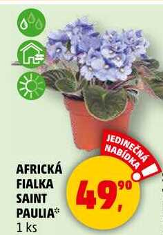 AFRICKÁ FIALKA SAINT PAULIA, 1 ks  