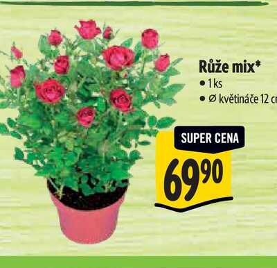 Růže mix 1ks, Ø květináče 12 cm 