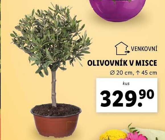 OLIVOVNÍK V MISCE