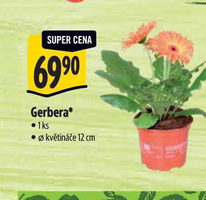  Gerbera, pr.  květináče 12 cm 