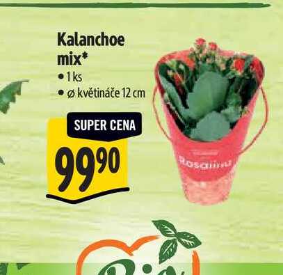 Kalanchoe mix, pr. květináče 12 cm 