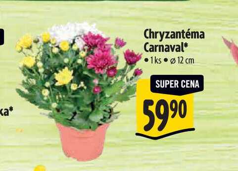  Chryzantéma Carnaval, pr. 12 cm 