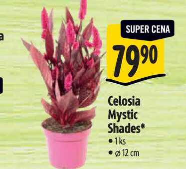   Celosia Mystic Shades, pr. 12 cm 