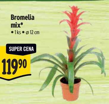 Bromelia mix