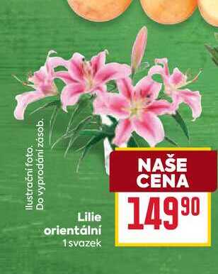 Lilie orientální 1 svazek