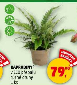KAPRADINY v ECO přebalu různé druhy, 1 ks