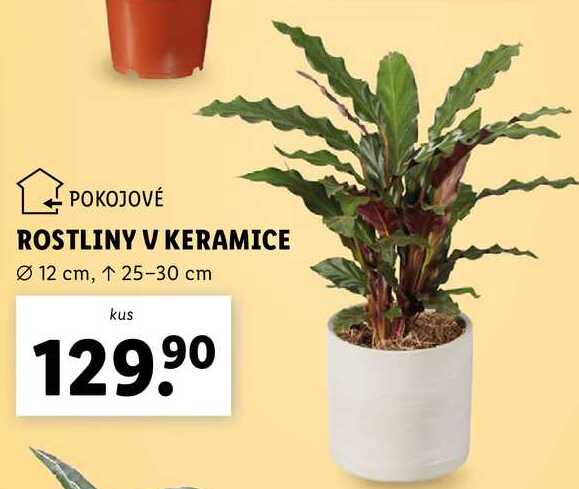 ROSTLINY V KERAMICE 