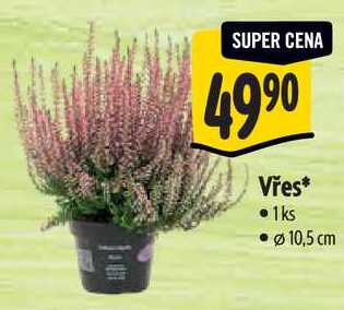 Vřes