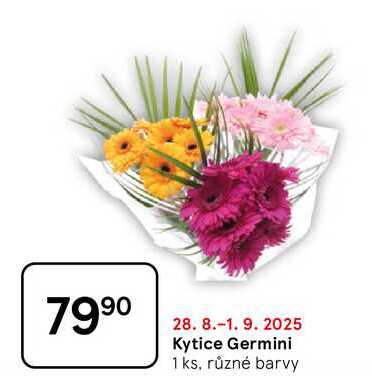 Kytice Germini, 1 ks, různé barvy 