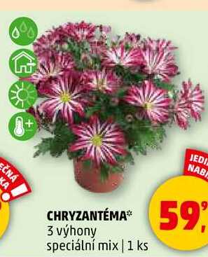 CHRYZANTÉMA 3 výhony speciální mix, 1 ks 