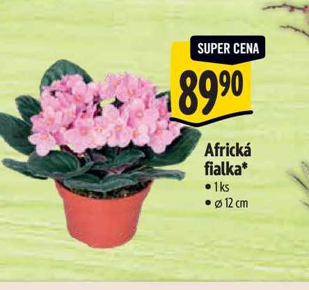   Africká fialka, pr. 12 cm 