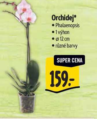 Orchide 1 výhon, pr. 12 cm  