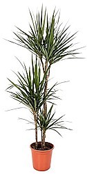 DRAČINEC VROUBENÝ (DRACENA MARGINATA)