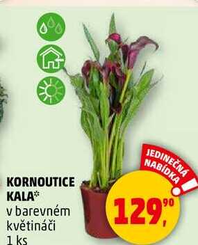 KORNOUTICE KALA v barevném květináči, 1 ks  