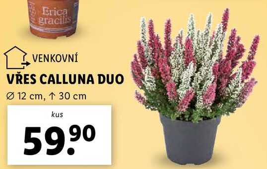 VŘES CALLUNA DUO 