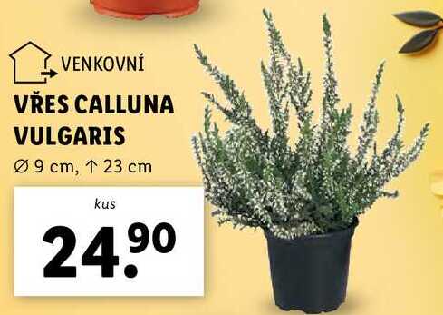 VŘES CALLUNA VULGARIS 