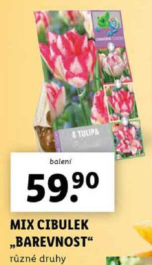 MIX CIBULEK „BAREVNOST“ 