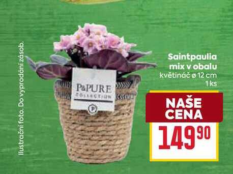 Saintpaulia mix v obalu květináč o 12 cm 