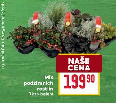 Mix podzimních rostlin 3 ks 
