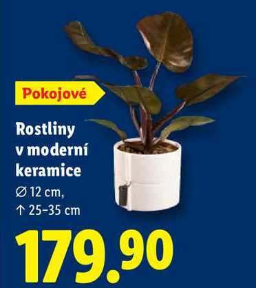 Rostliny v moderní keramice 