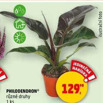 PHILODENDRON různé druhy, 1 ks