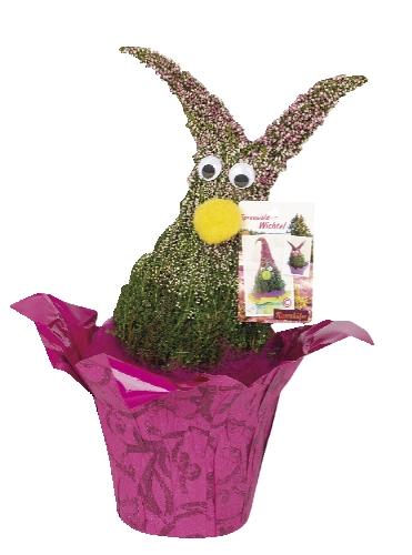 Calluna wichtel, 1 KS