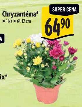 Chryzantéma