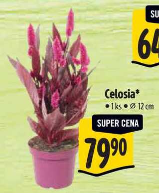 Celosia