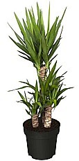 JUKA (YUCCA)
