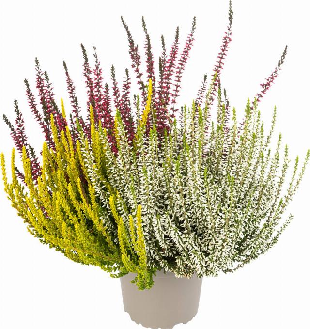Vřes obecný Trio Calluna vulgaris