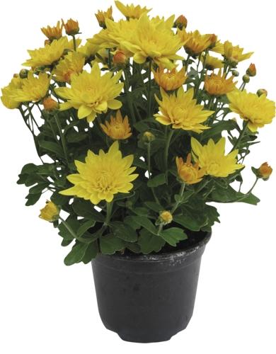 Chrysanthemy, 1 KS