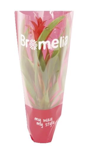 Bromelia, 1 KS