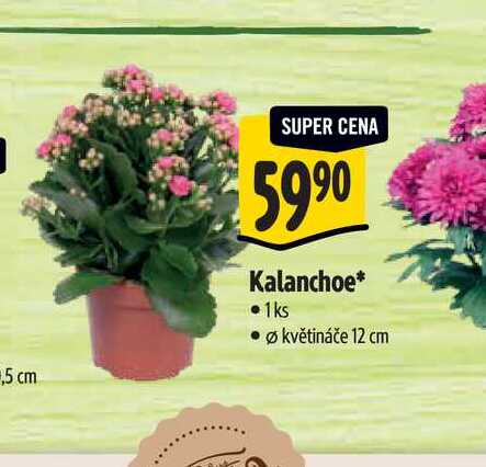  Kalanchoe, pr. květináče 12 cm 
