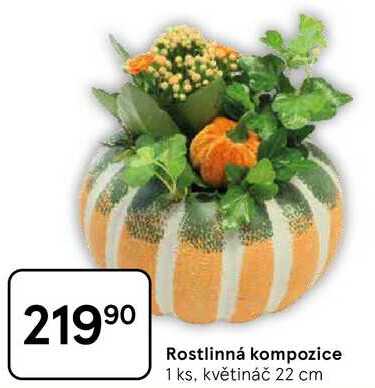 Rostlinná kompozice, 1 ks, květináč 22 cm 