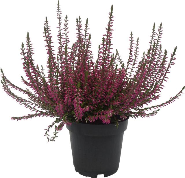 Calluna vulgaris
