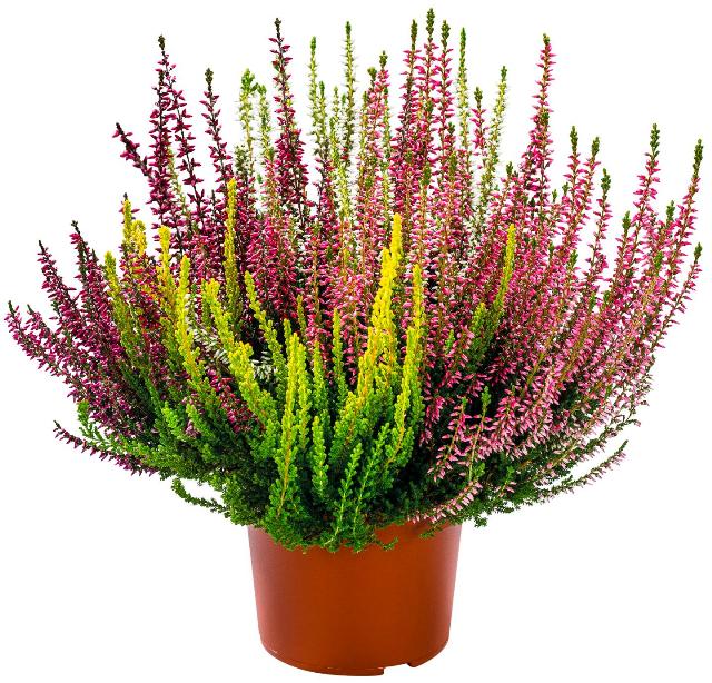 Calluna vulgaris "Quattro"