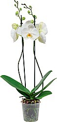 ORCHIDEJ (PHALAENOPSIS)