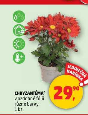 CHRYZANTÉMA, 1 ks 