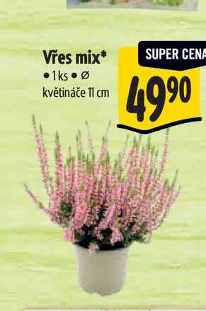 Vřes mix, pr. květináče 11 cm  